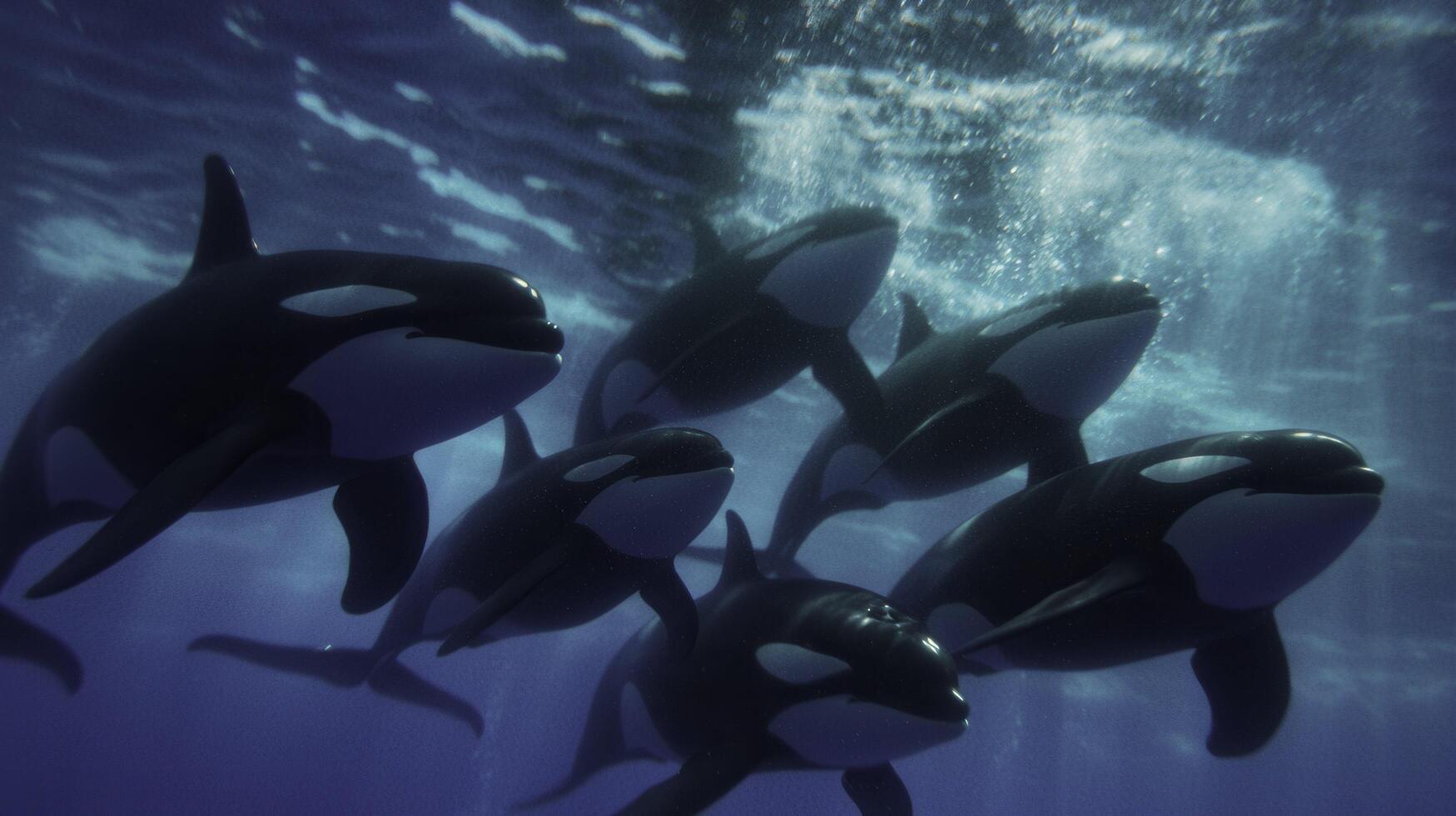 Orcas Swimming in Formation Through Icy Water in Low Light Environment photo