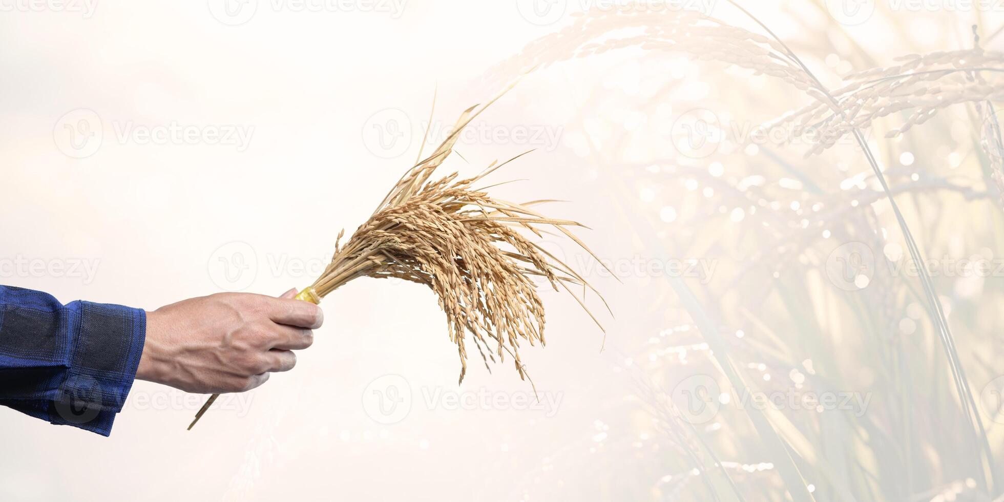 Hand Holding Fresh Rice Stalk Against Soft Natural Background photo