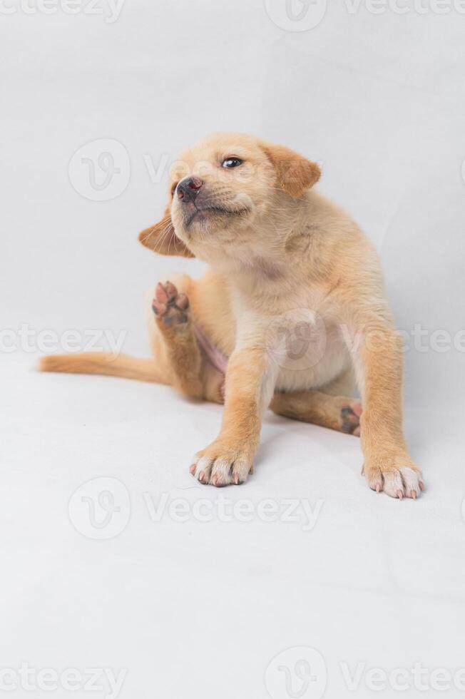 Playful Puppy Scratching Itch on Plain Background with Soft Light photo