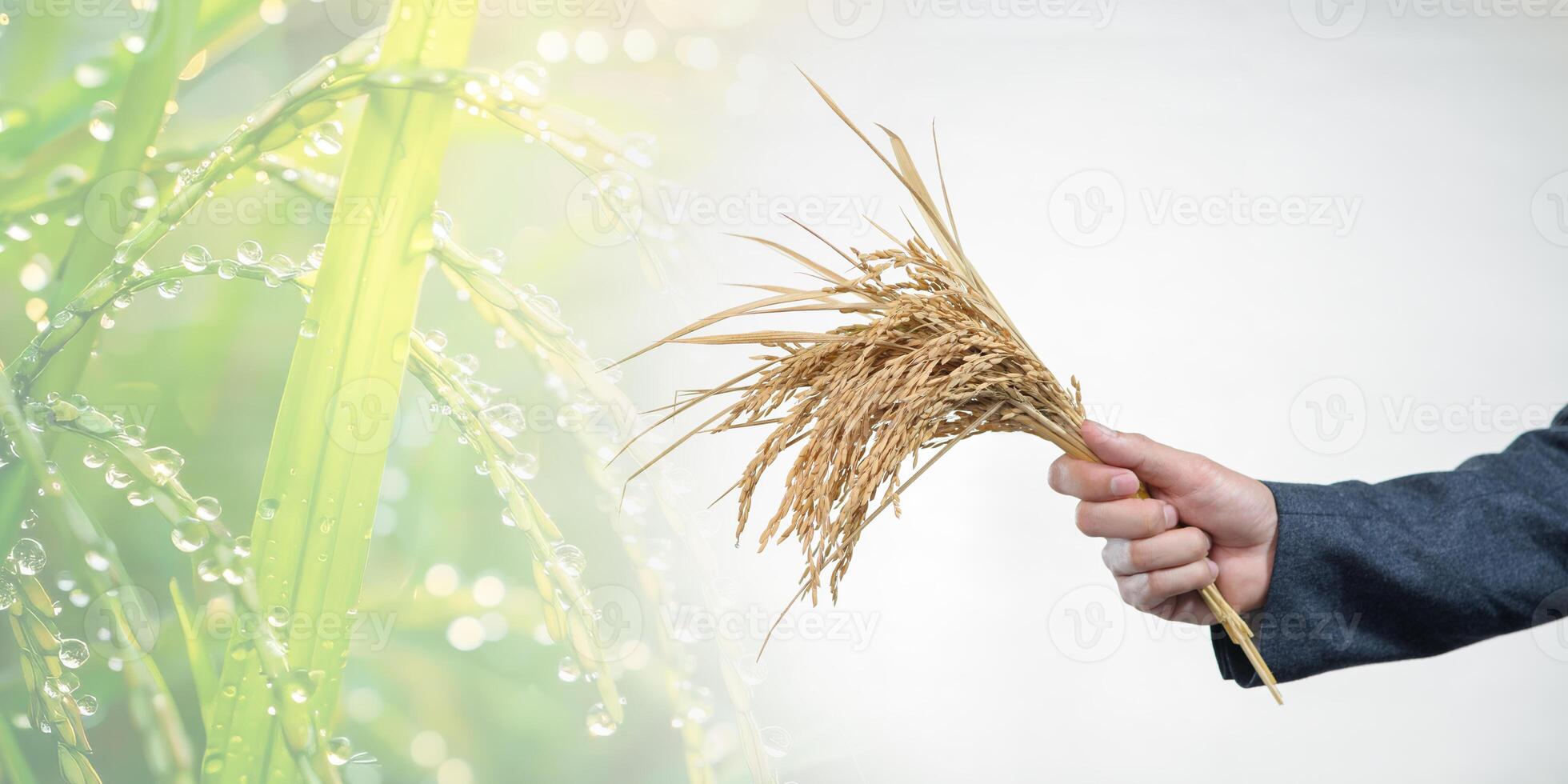 Businessman Holding Fresh Rice Crops with Water Drops on Plants photo