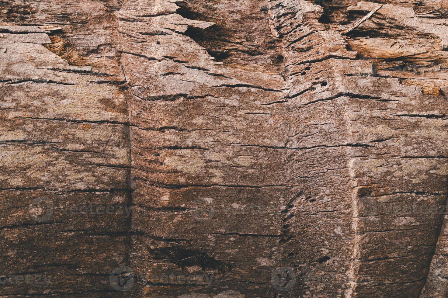 Texture of Tree Bark with Natural Patterns and Earthy Tones photo