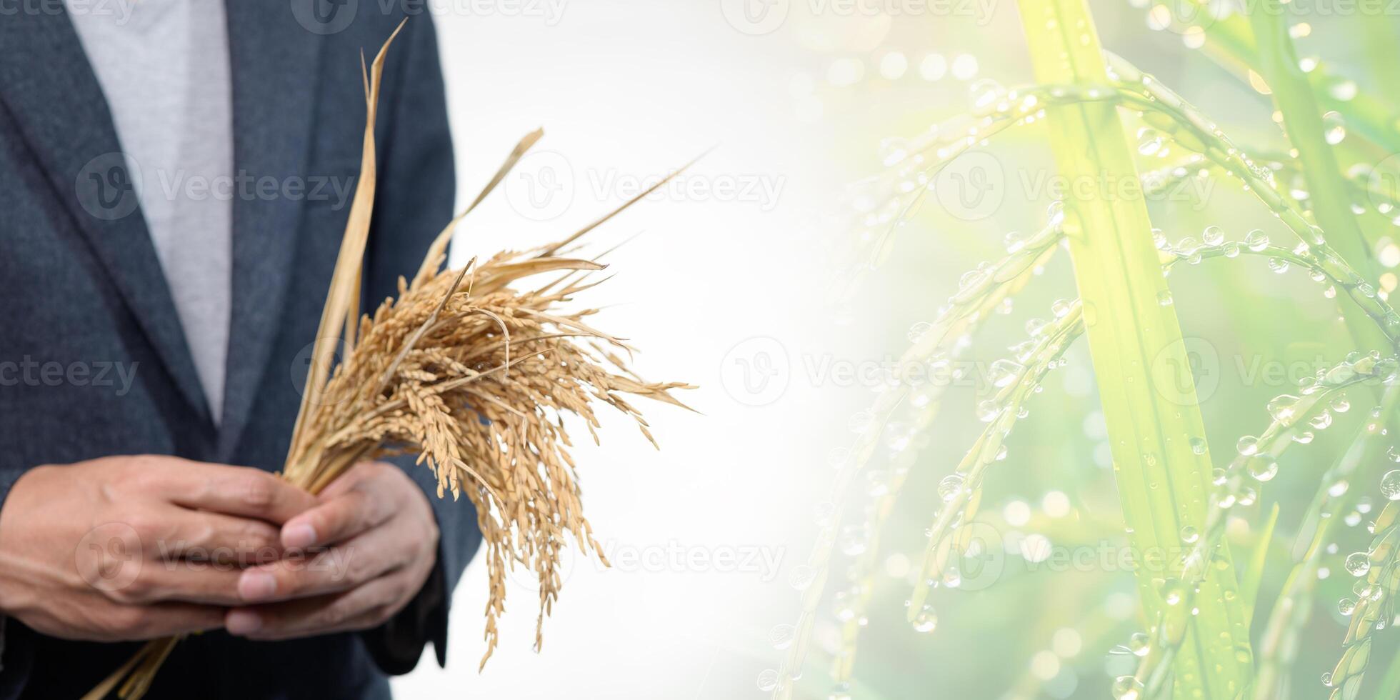 Rice Business and Farming with Fresh Harvest and Dewy Grains photo