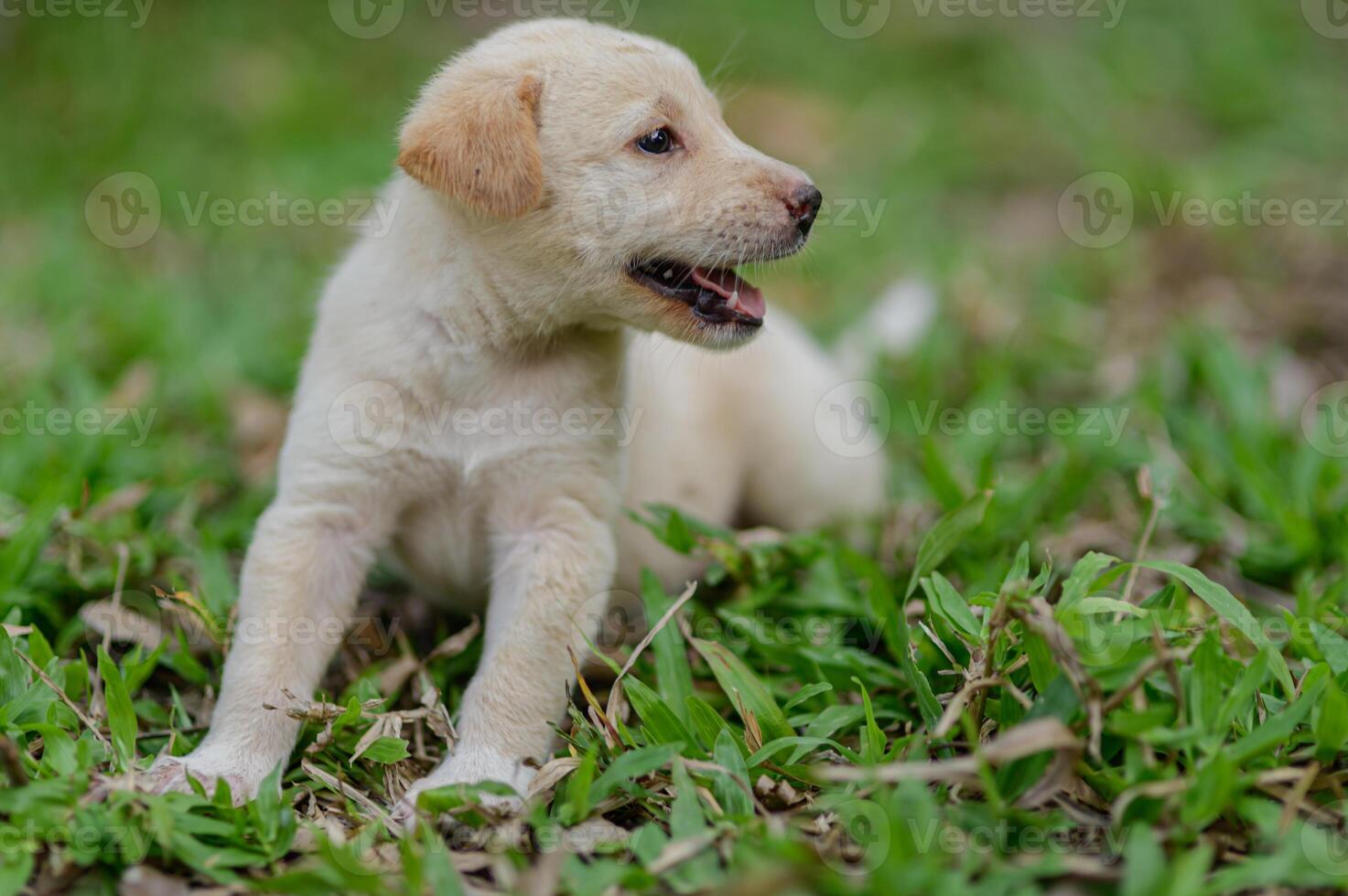 Playful Puppy Enjoying a Sunny Day on Lush Green Grass photo
