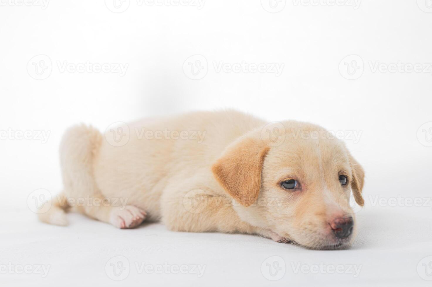 Cute Young Puppy Lying on White Background with Relaxed Expression photo