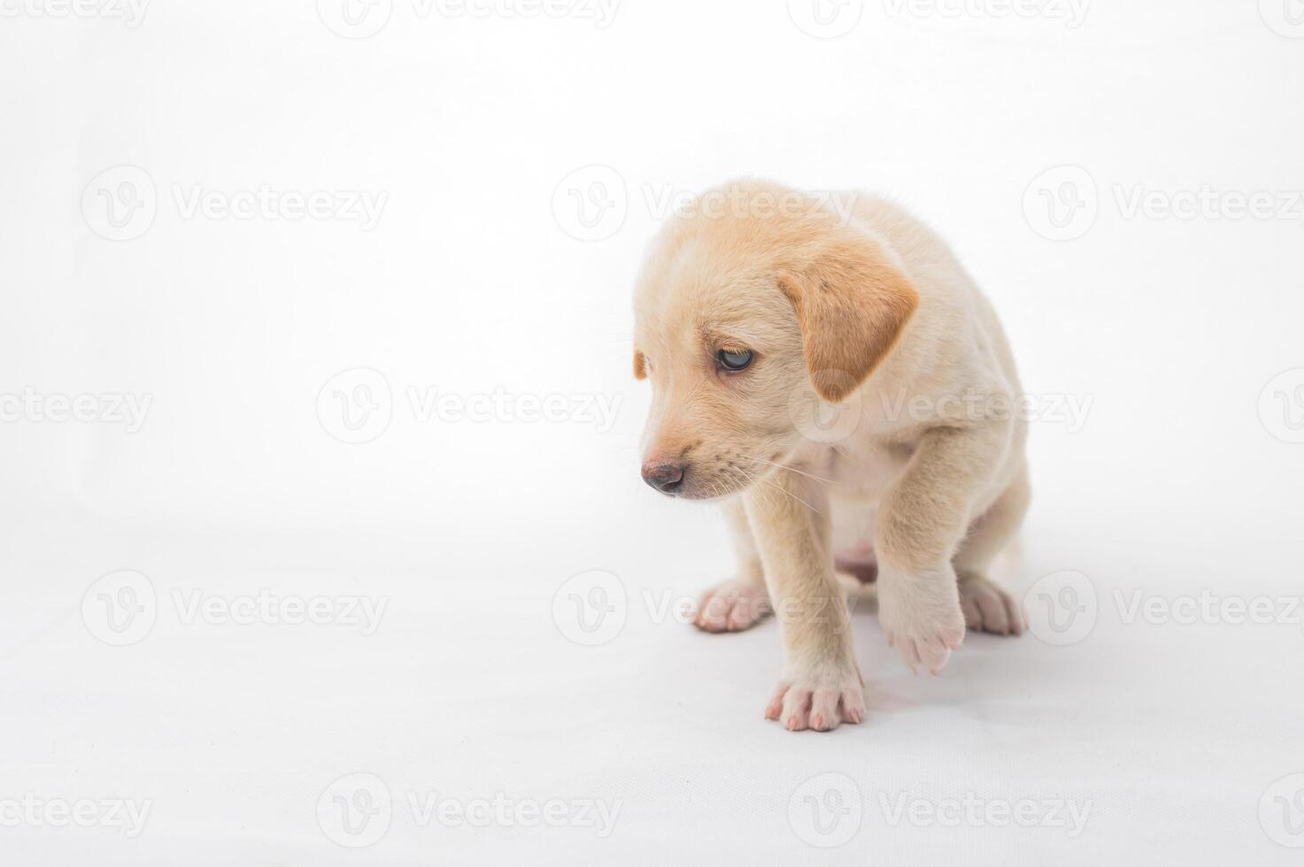 Cute Light Golden Puppy with Playful Expression on White Background photo