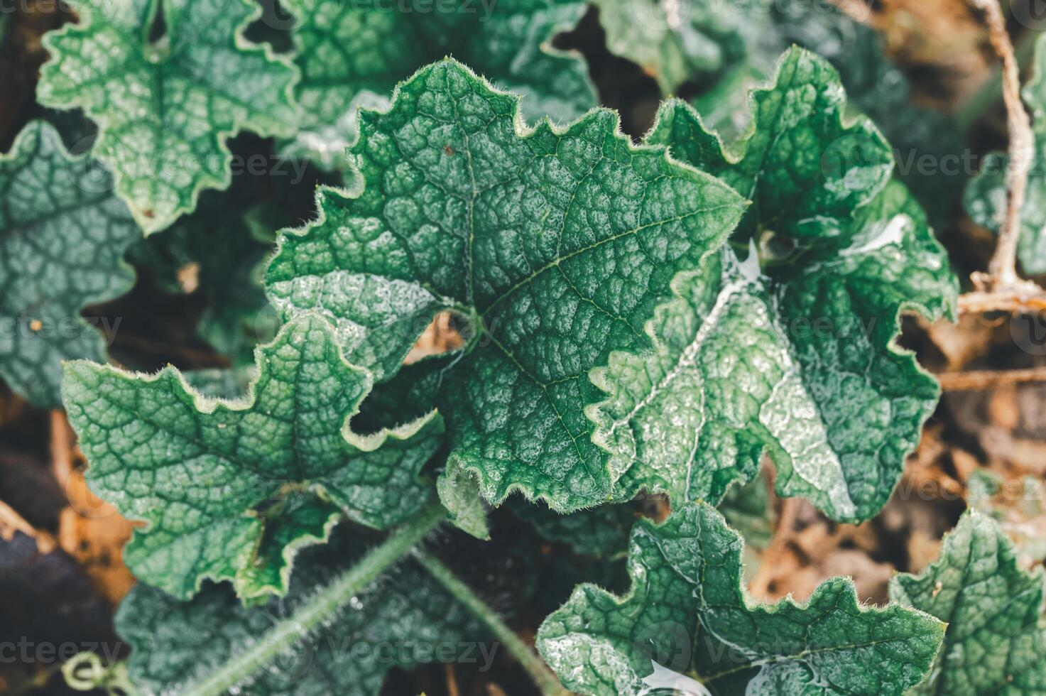 Detailed Close-Up of Green Textured Leaves in Natural Environment photo