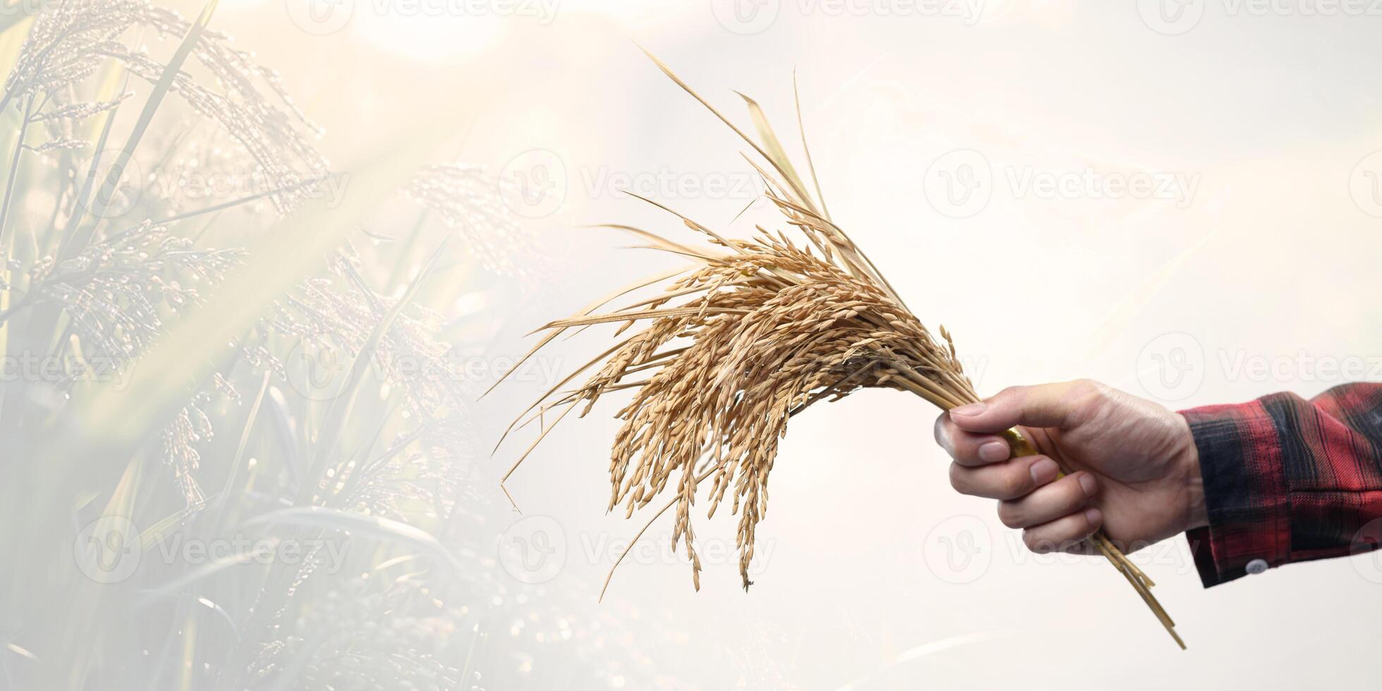 Hand Holding Fresh Rice Stalk in Golden Field during Sunset Light photo