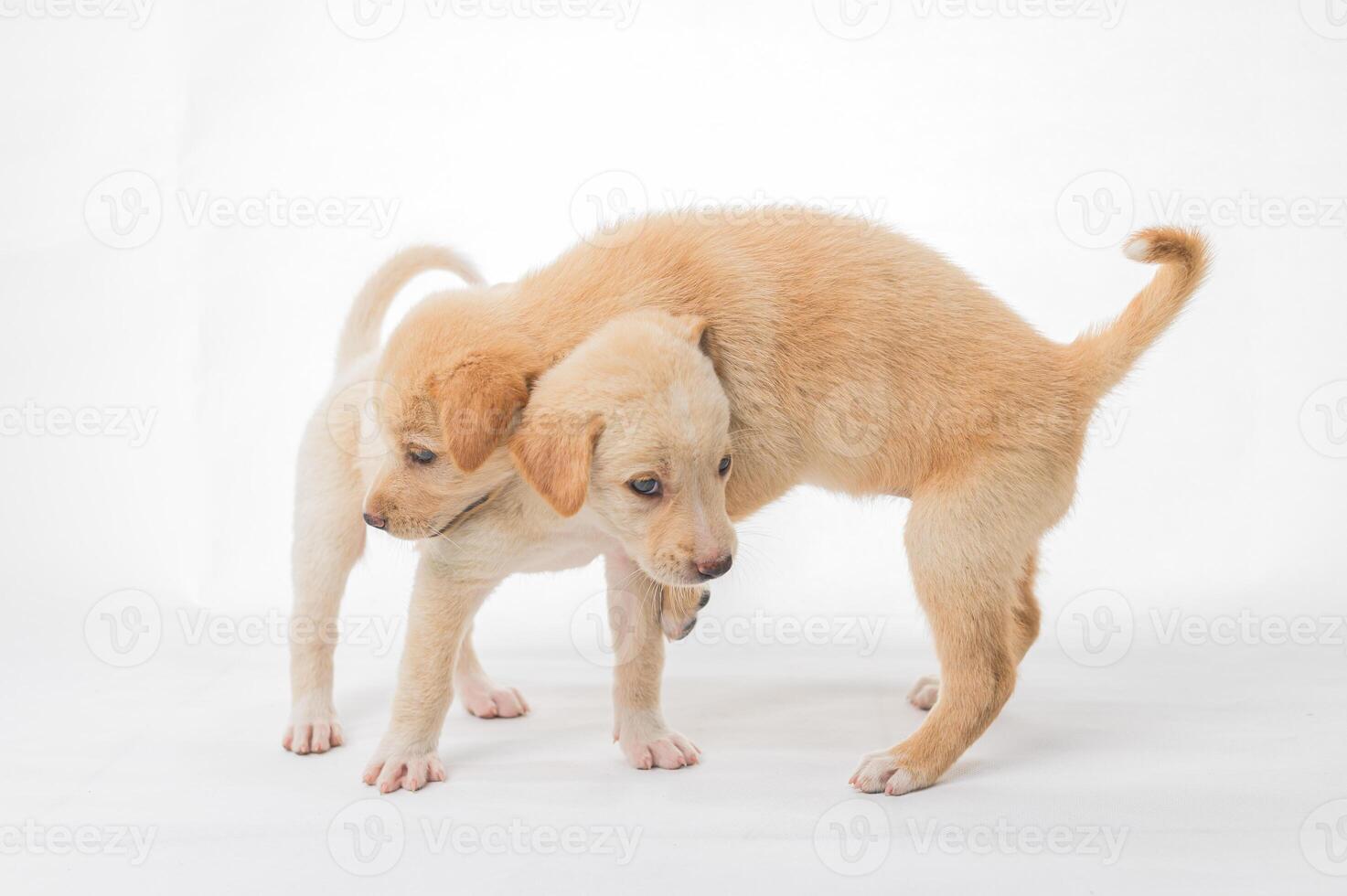 Adorable puppies playing together in a playful and joyful manner photo