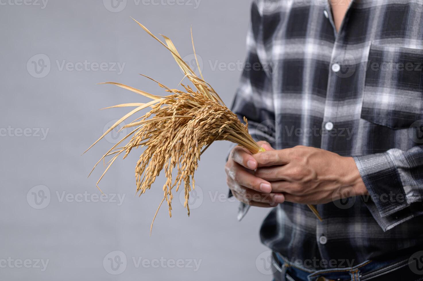 Hands Holding Dried Rice Stalks with Gray Background in Soft Light photo