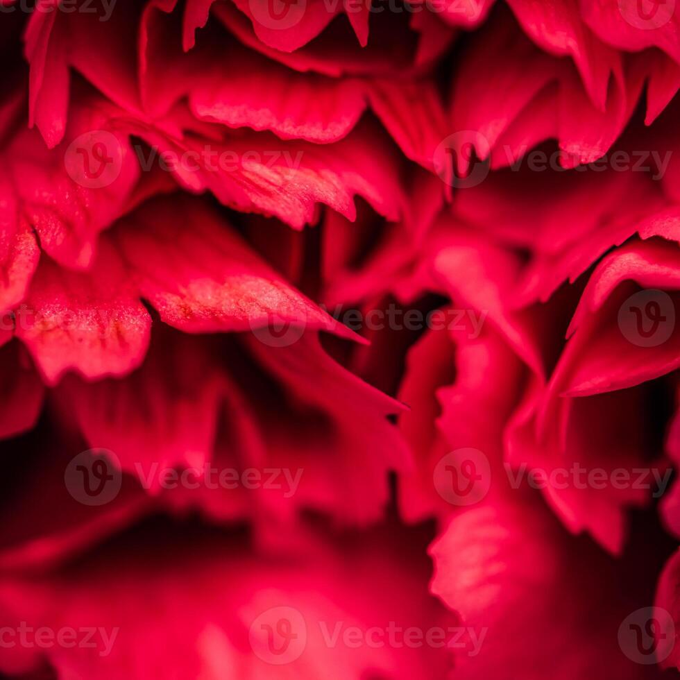 Abstract floral background, red carnation flower petals. Macro flowers backdrop for holiday brand design photo