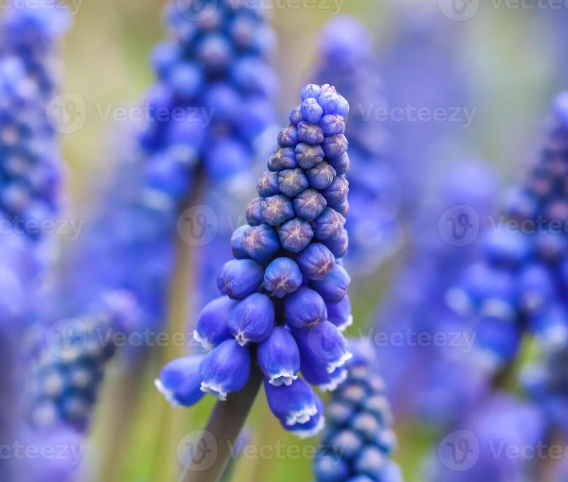 Blue buds flowers Muscari armeniacum or Grape Hyacinth photo