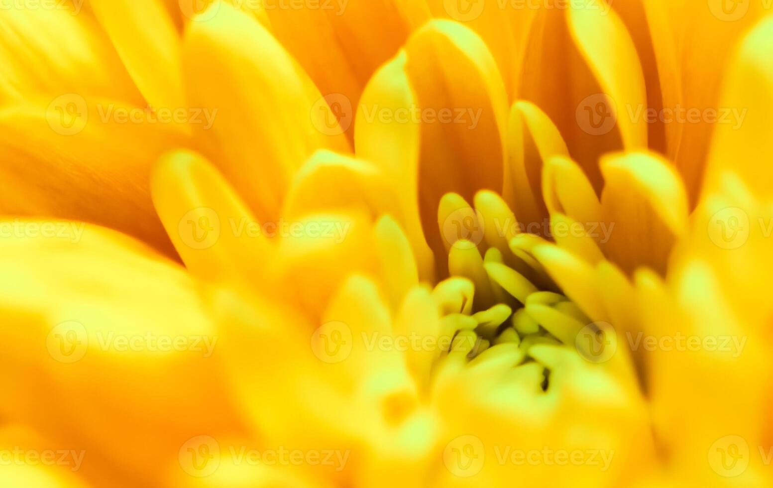 Abstract floral background, yellow chrysanthemum flower. Macro flowers backdrop for holiday brand design photo