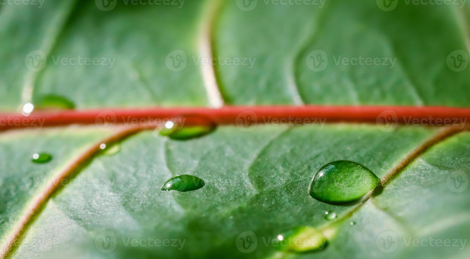Abstract green background. Macro Croton plant leaf with water drops. Natural backdrop photo
