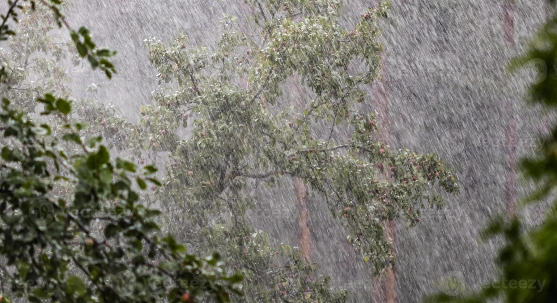 Heavy rain in the garden against the background of an apple tree and a pine forest in summer photo