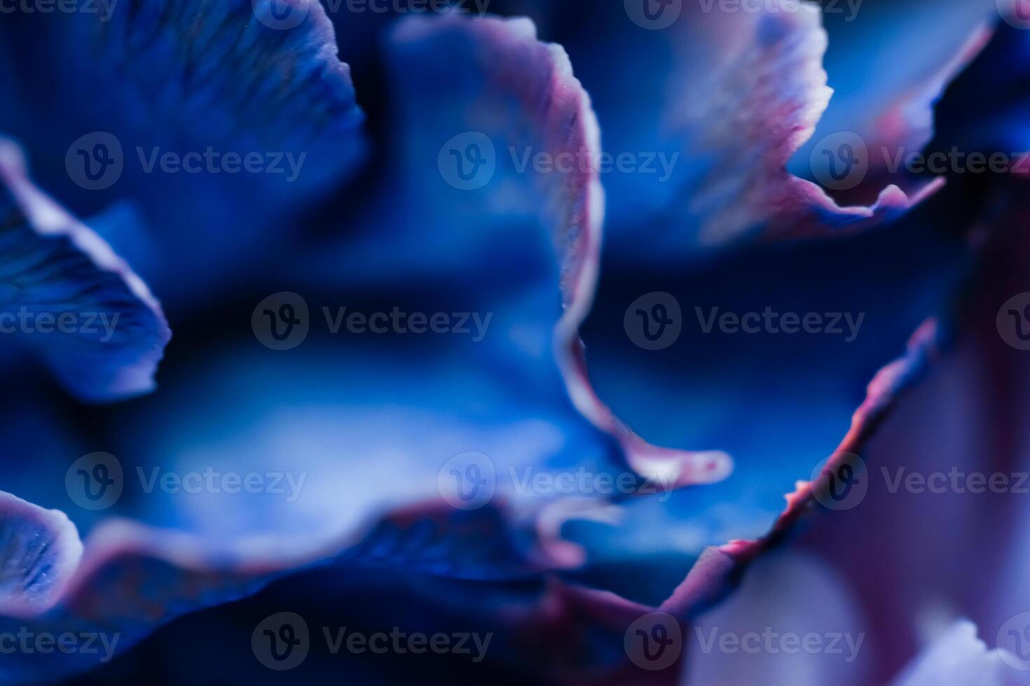 Abstract floral background, blue carnation flower. Macro flowers backdrop for holiday brand design photo