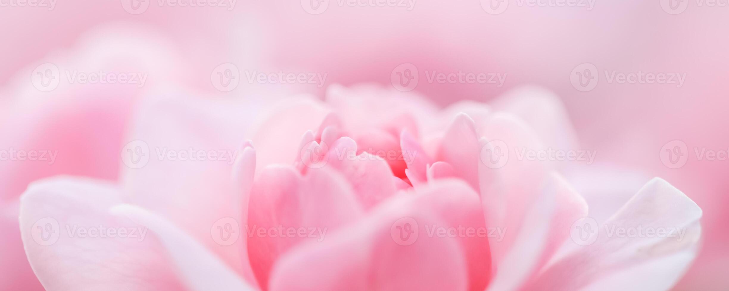 Soft focus, abstract floral background, pink rose flower. Macro flowers backdrop for holiday brand design photo