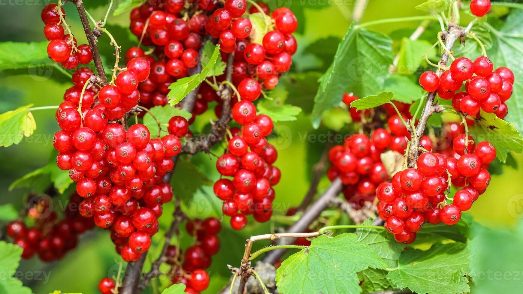 Bunches of red currants on the branches of a bush in the garden. Harvesting concept photo