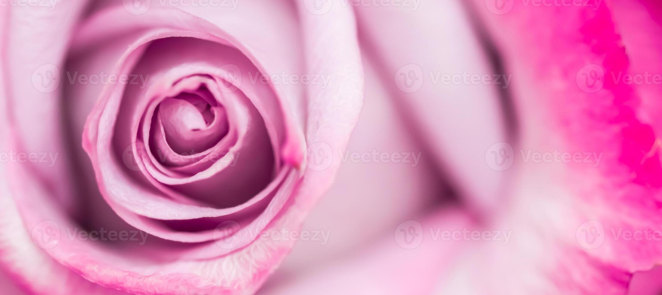 Soft focus, abstract floral background, purple rose flower. Macro flowers backdrop for holiday brand design photo