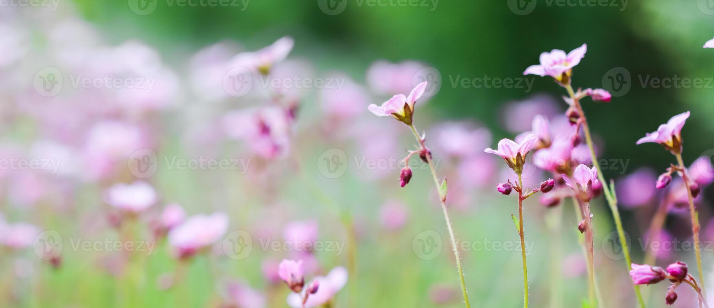 Delicate white pink flowers of Saxifrage moss in spring garden photo