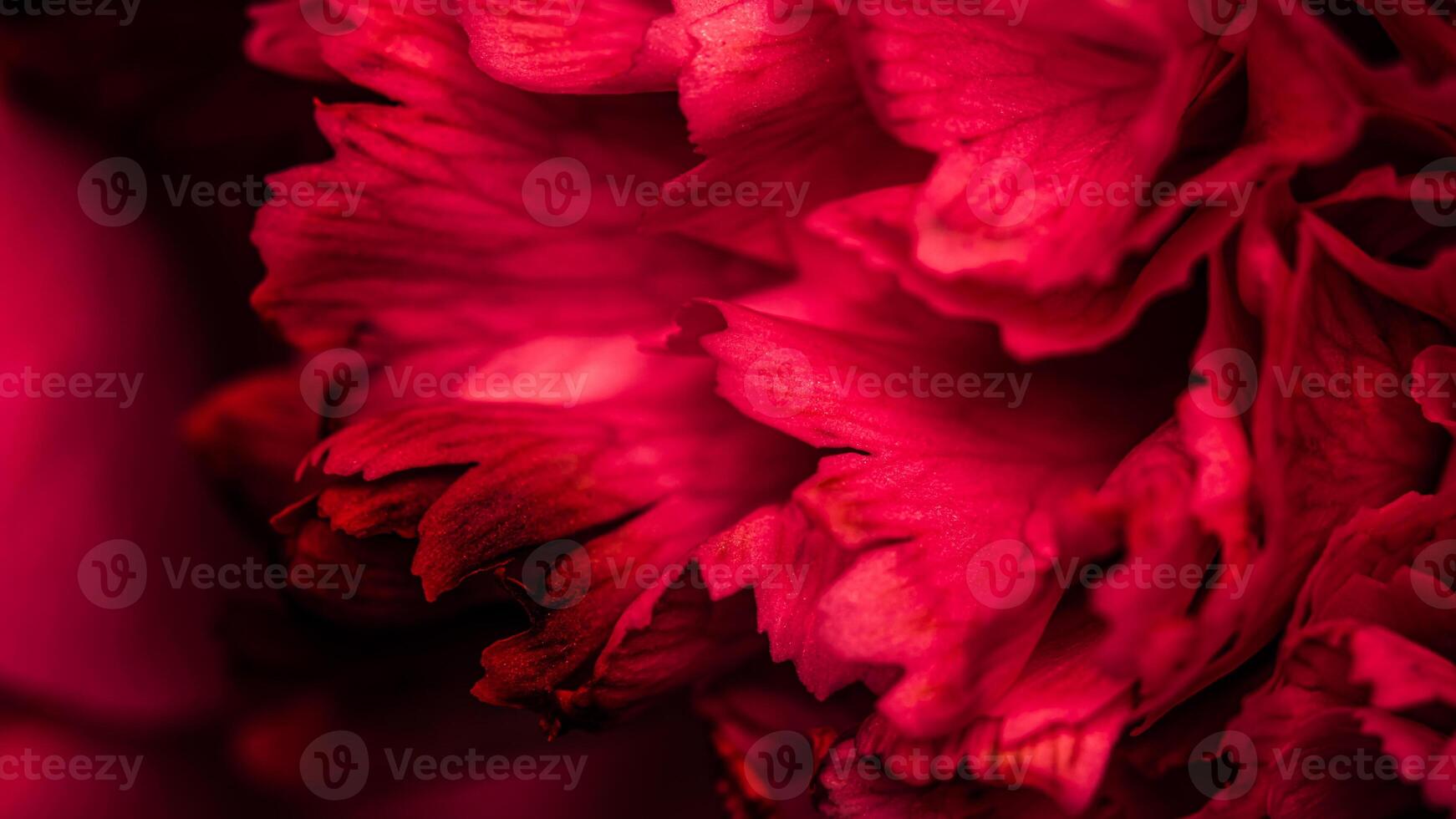 Abstract floral background, red carnation flower petals. Macro flowers backdrop for holiday brand design photo