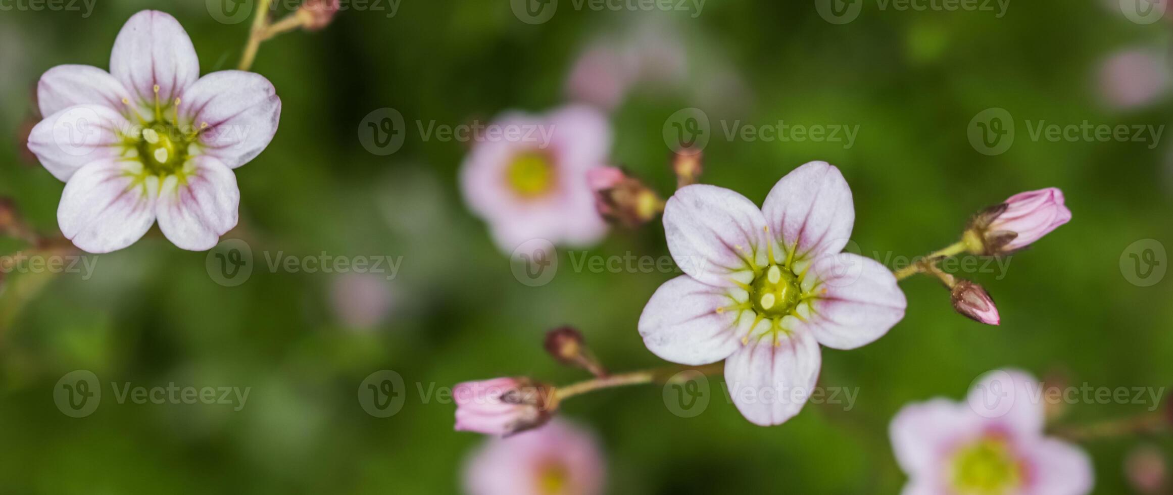 Delicate white pink flowers of Saxifrage moss in spring garden photo
