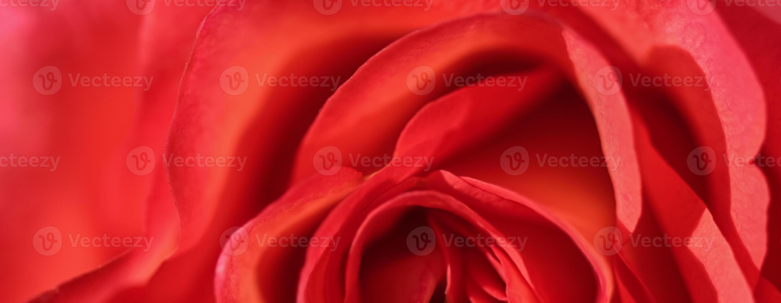 Soft focus, abstract floral background, red rose flower. Macro flowers backdrop for holiday design photo