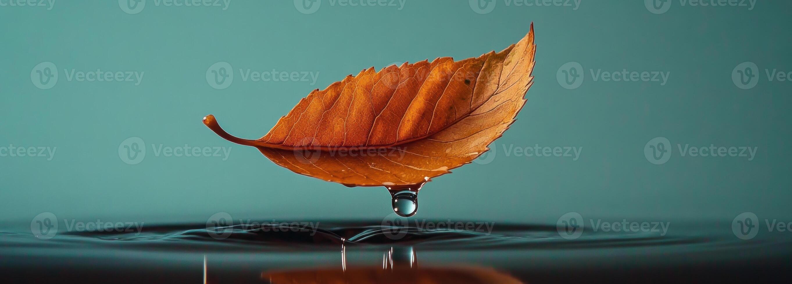 A Single Water Drop Falling From A Dried Leaf photo