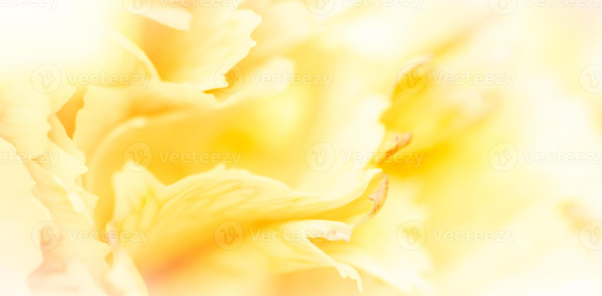 Abstract floral background, yellow carnation flower petals. Macro flowers backdrop for holiday brand design photo