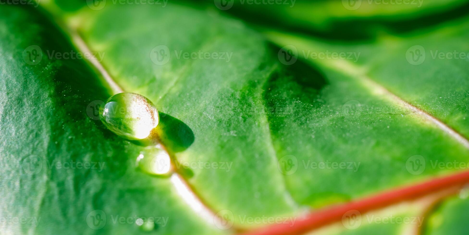 Abstract green background. Macro Croton plant leaf with water drops. Natural backdrop photo
