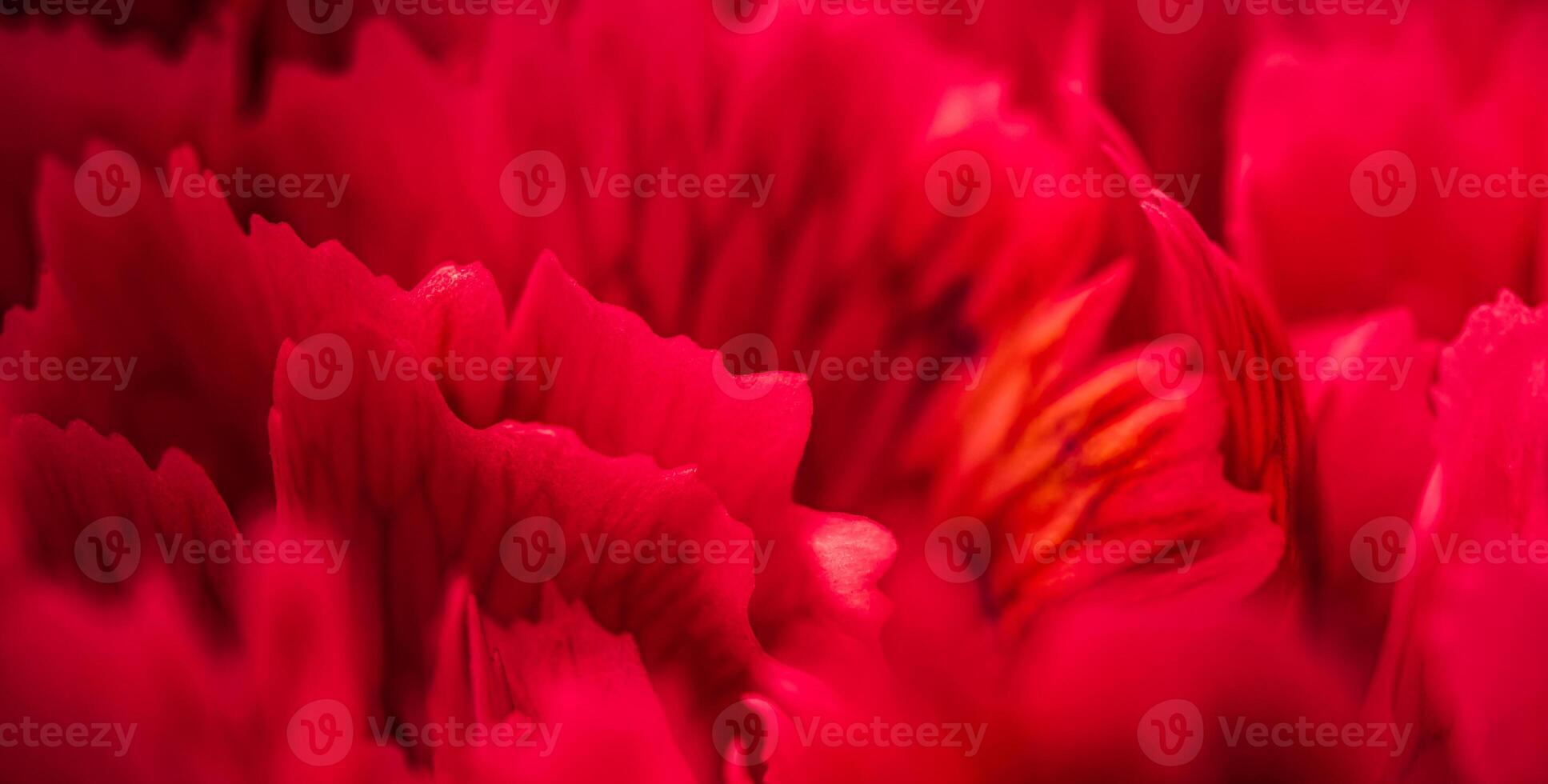 Abstract floral background, red carnation flower petals. Macro flowers backdrop for holiday brand design photo