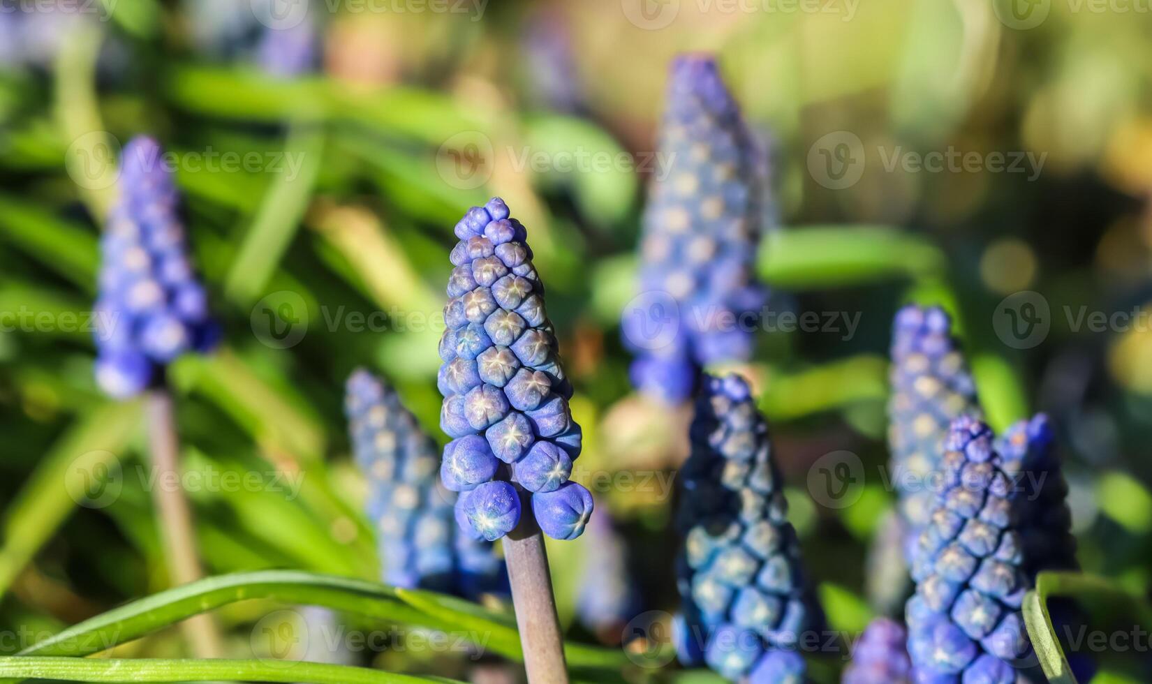 Blue buds flowers Muscari armeniacum or Grape Hyacinth photo