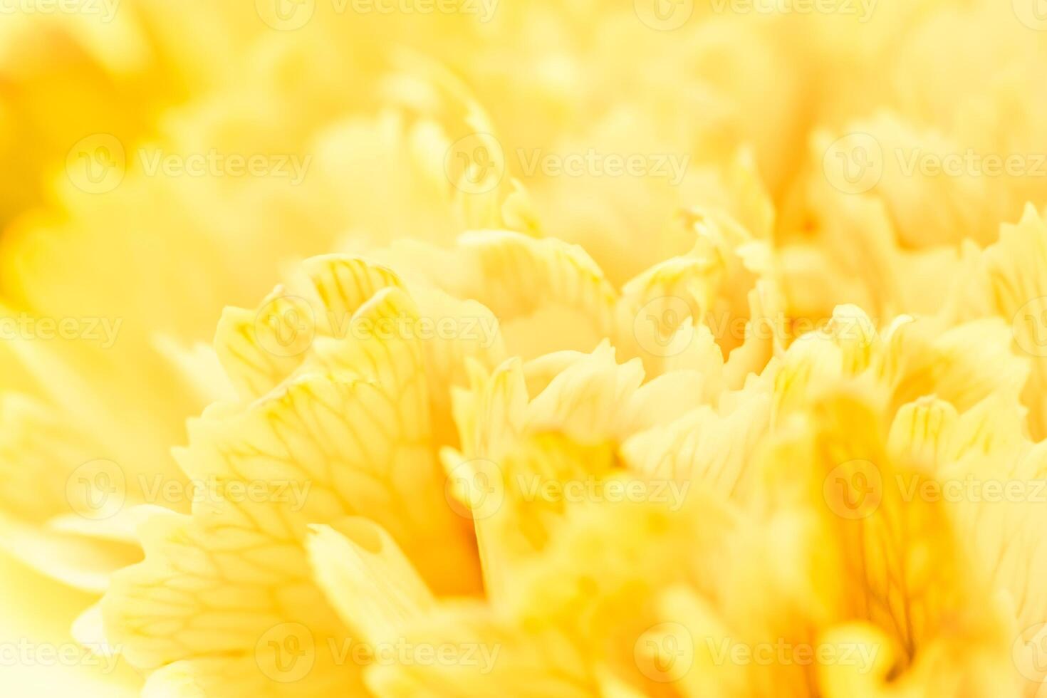 Abstract floral background, yellow carnation flower petals. Macro flowers backdrop for holiday brand design photo