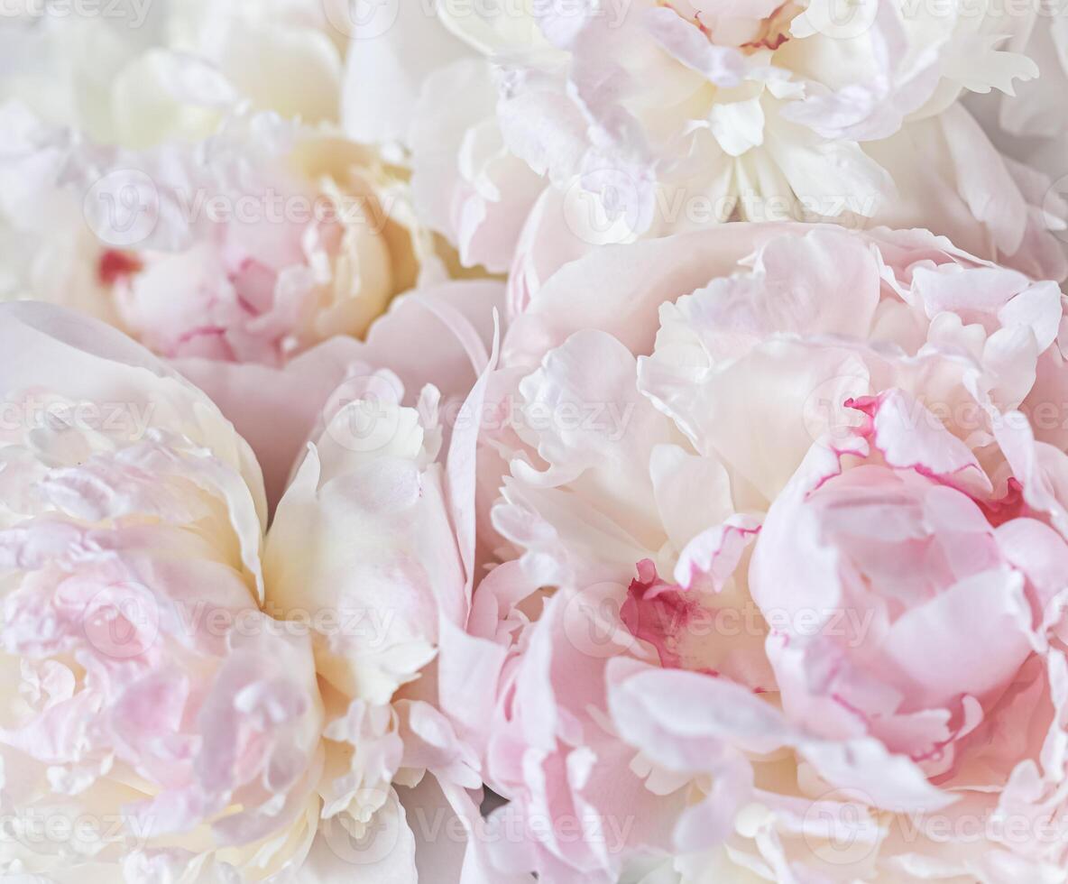 White pink peony petals. Soft focus. Abstract floral background for holiday design photo