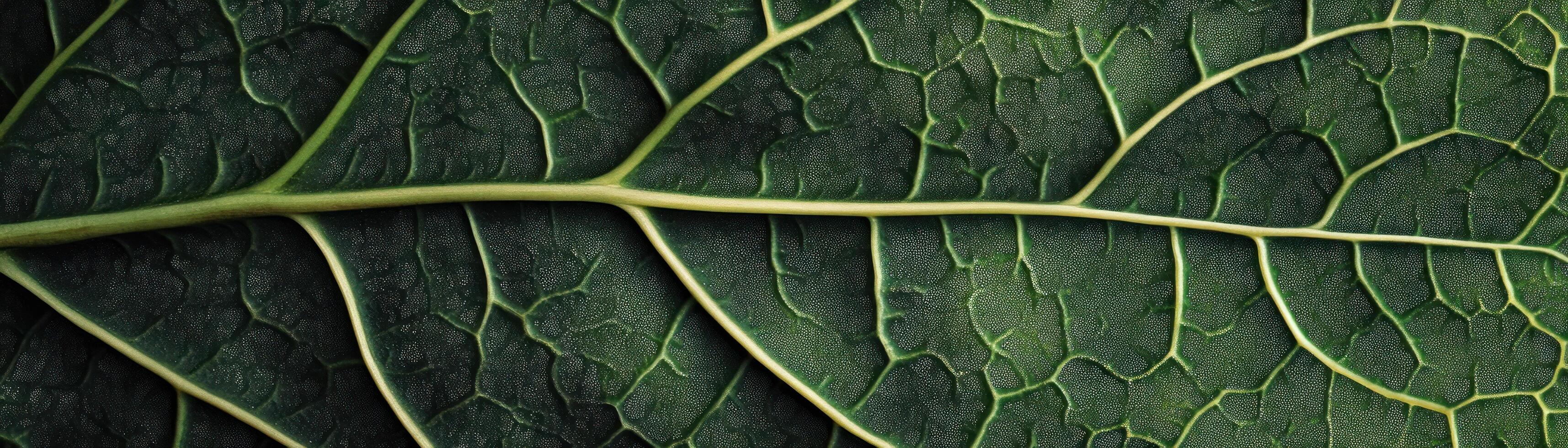 Close-up of a Green Leaf with Prominent Veins and Tiny Hairs photo