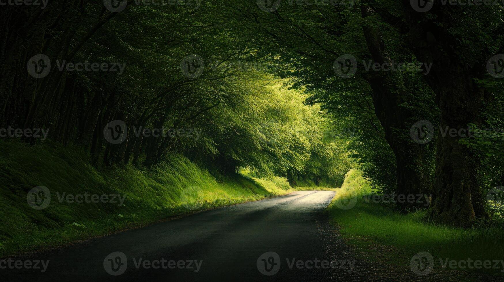 A Winding Road Through a Lush Forest Canopy photo