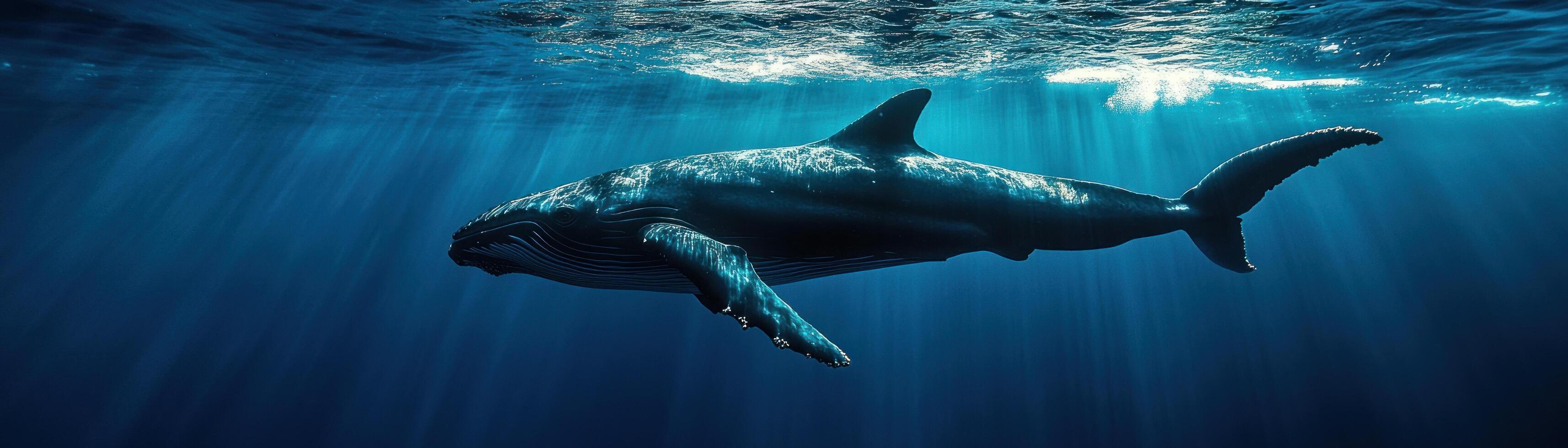 Humpback Whale Swimming Through Sunbeams in Blue Ocean photo