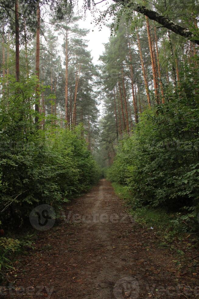 A forest path between the trees for pedestrians and cyclists photo