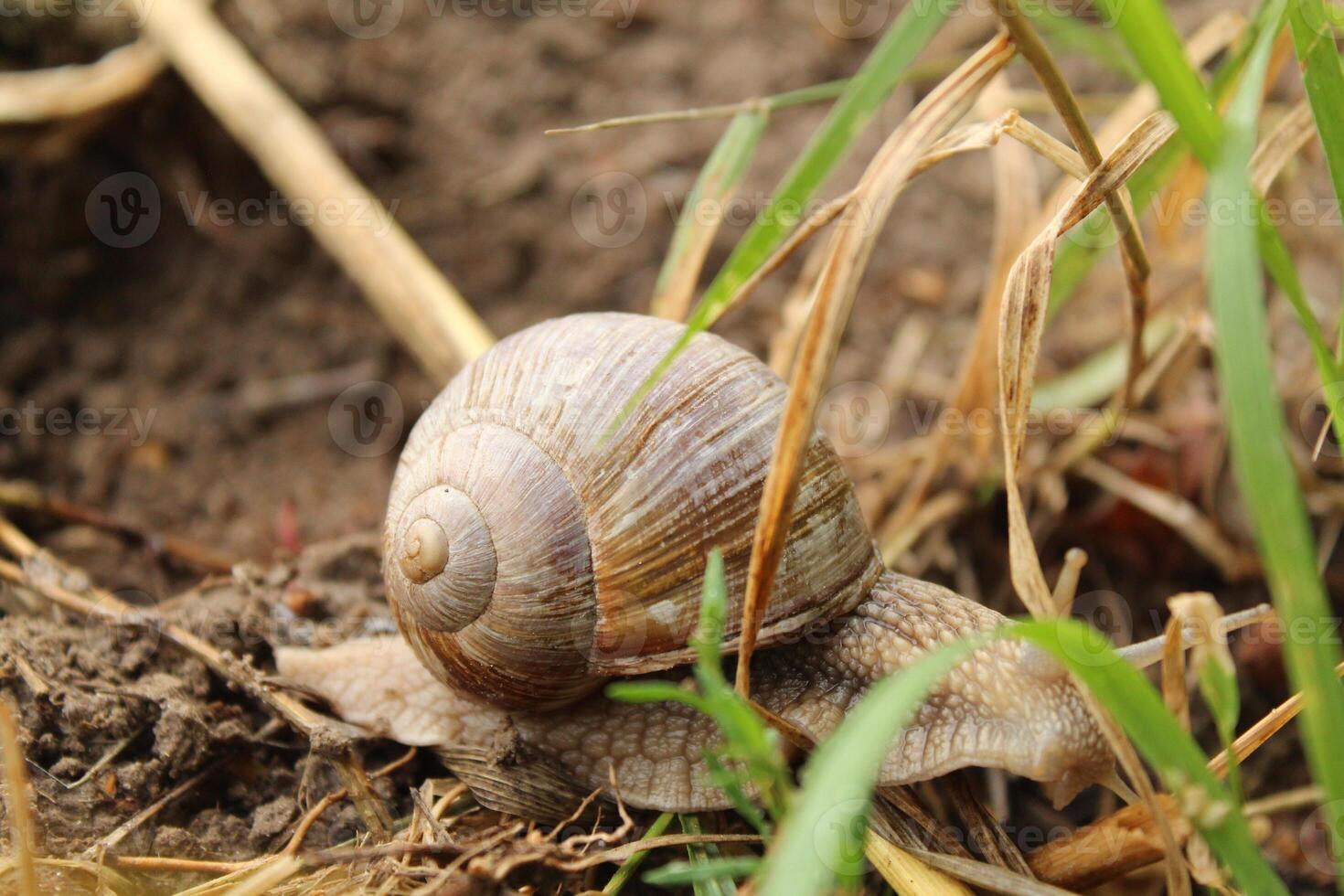 Grape snail brown in grass close-up. morning photo