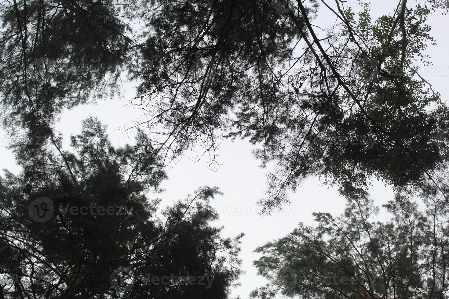 The gap between the branches of trees in the forest, park, view from below. The paradox of tree shyness photo