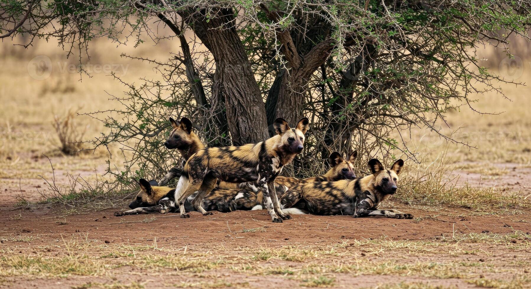 Wild dogs in the kruger national park photo