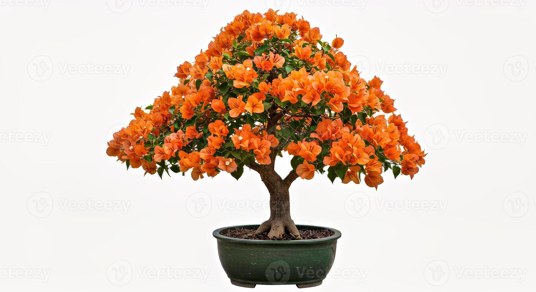 A bonsai tree with orange flowers in a pot photo