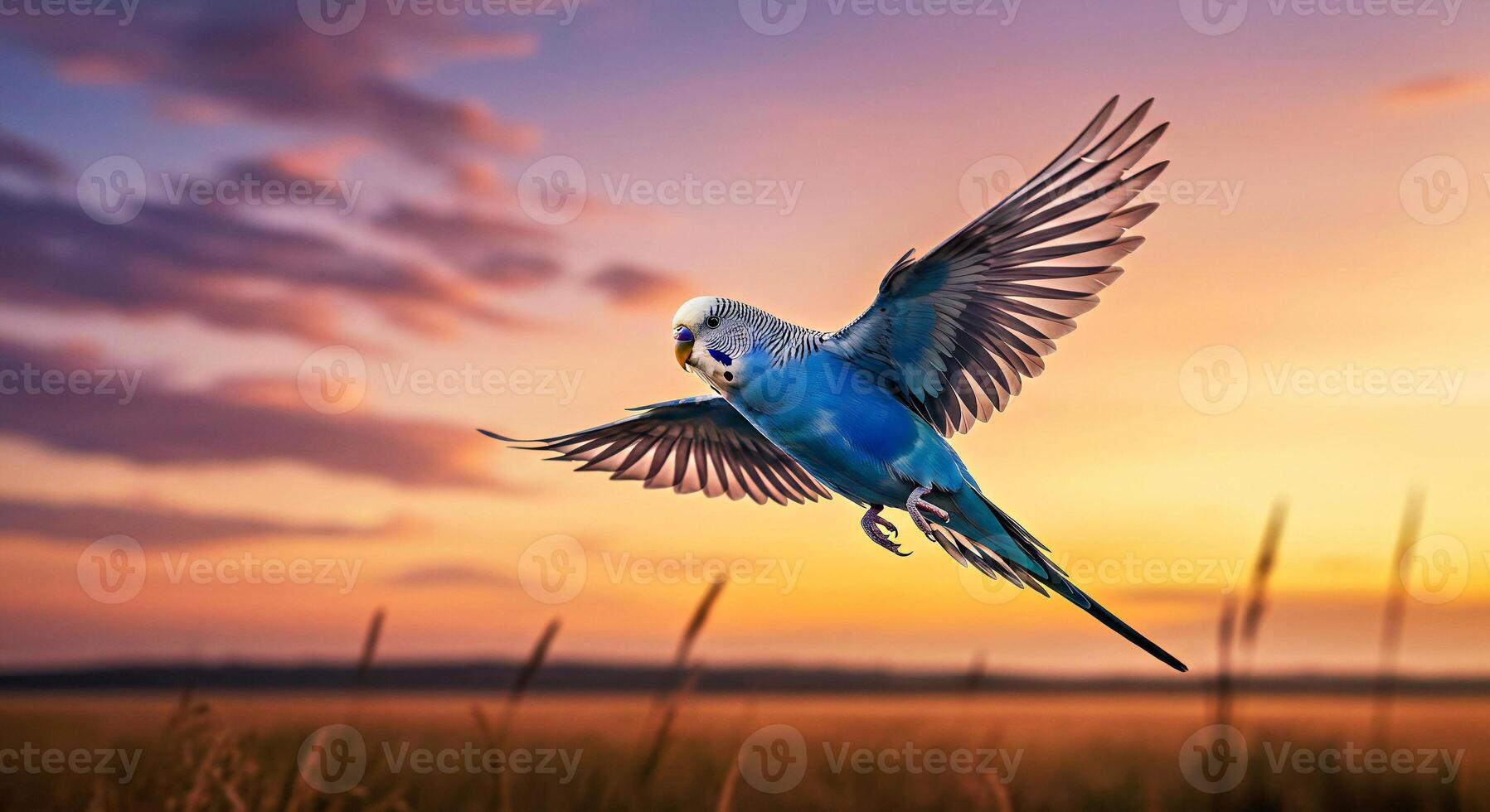 A blue parakeet flying over a field at sunset photo