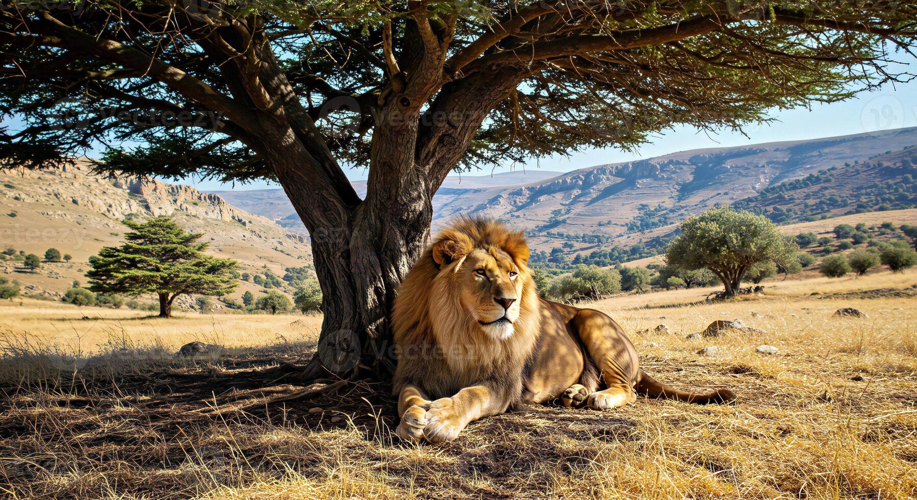 A lion is sitting under a tree in a field photo