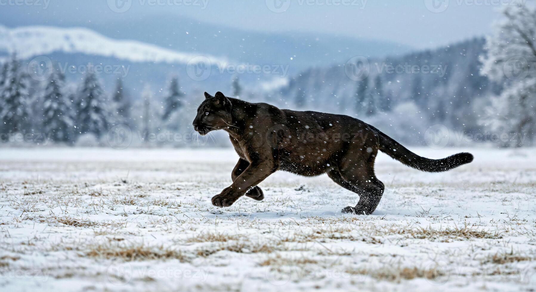 A black panther running across a snowy field photo