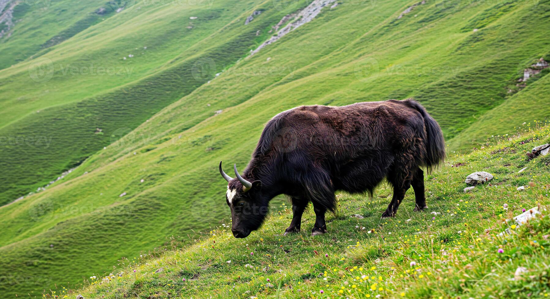 A large black cow grazing on a green hillside photo