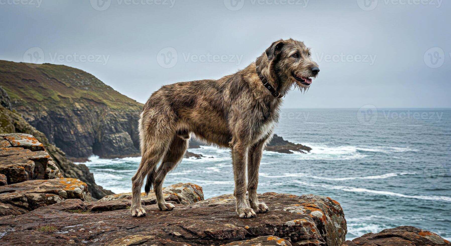 A dog standing on a rock overlooking the ocean photo