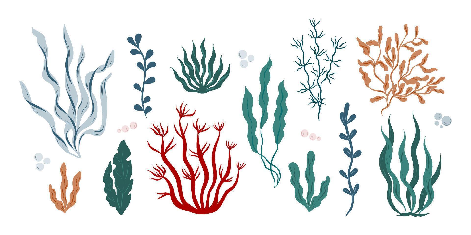 Hand drawn algae, seaweed set, different colors and shapes seaweed, algae, kelp, spirulina vector