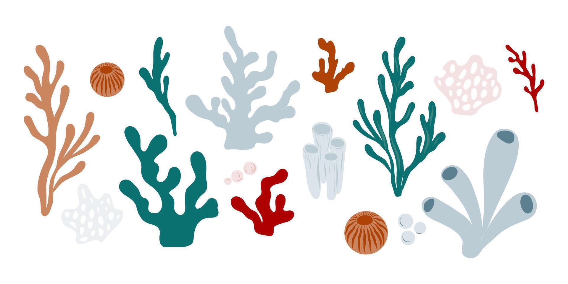 Hand drawn sea and ocean corals set of different shapes and colors vector