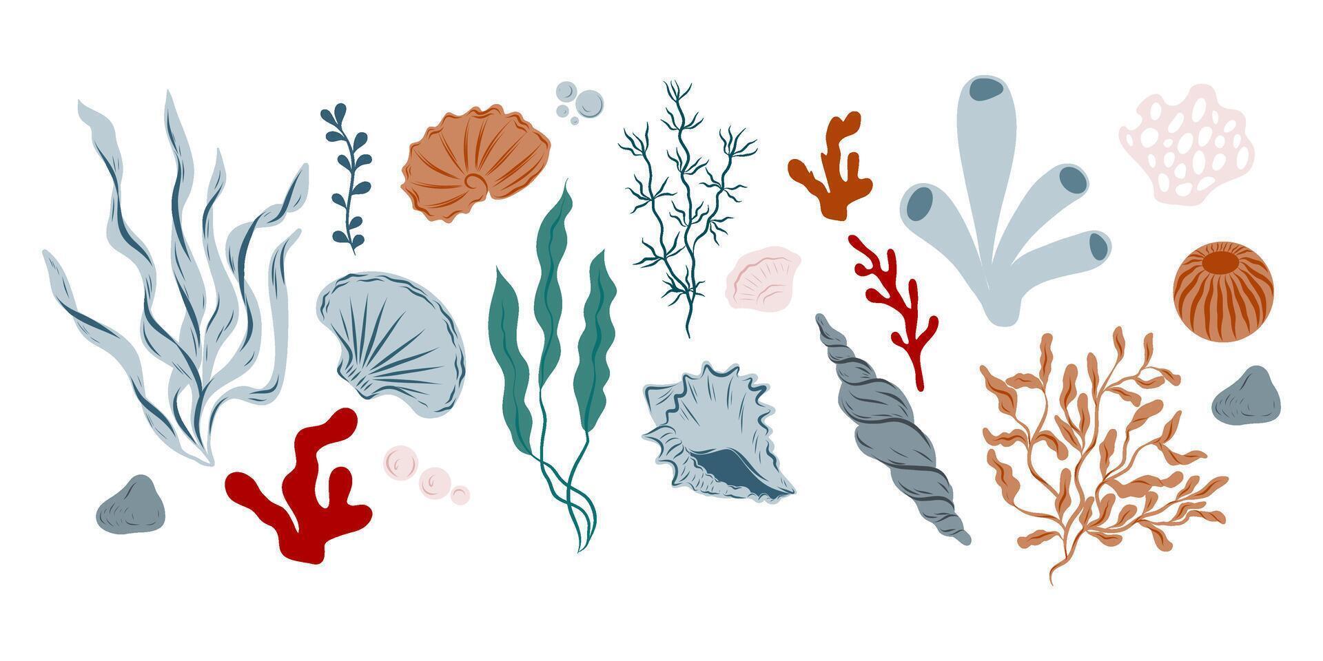 Set of seashells, algae, seaweeds, corals, different shapes and colors, hand drawn ocean life vector
