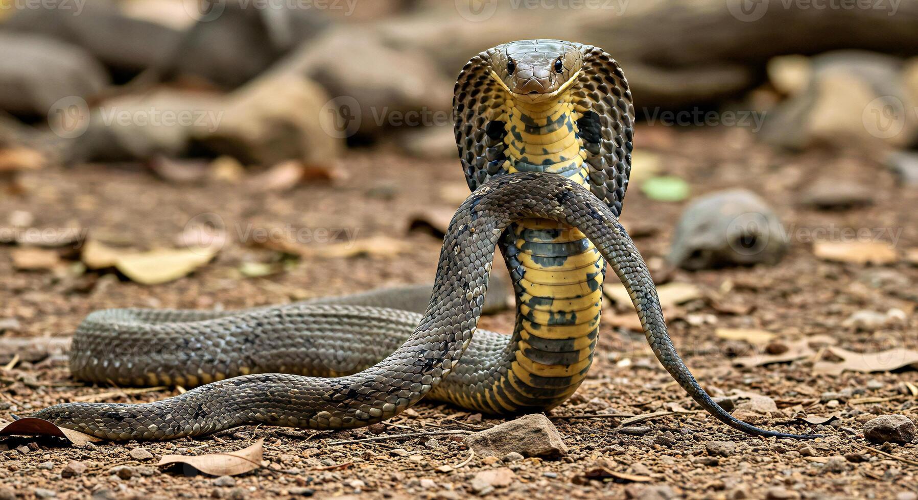 A cobra is standing on its back legs with its head facing the ground photo